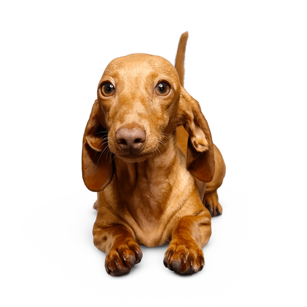 India I Bassotti di Olivia pelo fulvo femmina pelo corto dachshund italiano allevamento bassotti