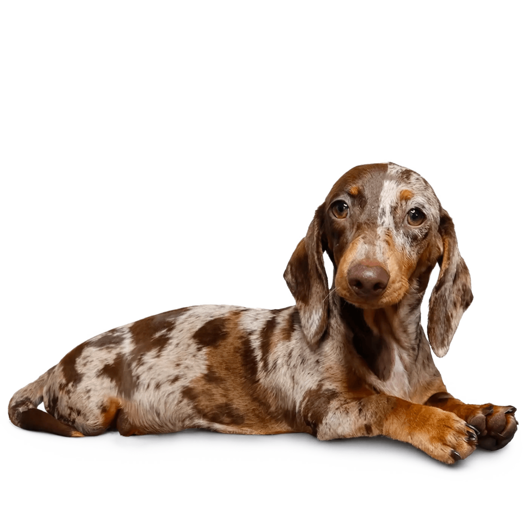Gilda I Bassotti di Olivia arlecchino chocolate femmina pelo corto dachshund italiano allevamento bassotti